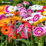 روز جهانی گل و گیاه (National Flower & Plant Day)